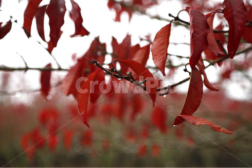 제주,jeju,단풍,가을,낙엽,화살나무,화살나무숲,단풍나무,fall,autumn,잎,leaf,나뭇잎,단풍잎,식물,tree,나무,자연,nature,감성,빗방울,물방울,아웃포커싱,클로즈업,나뭇가지,빨강,빨간색,red,항몽유적지,계절,가을,계절,fall,autumn,season,plant