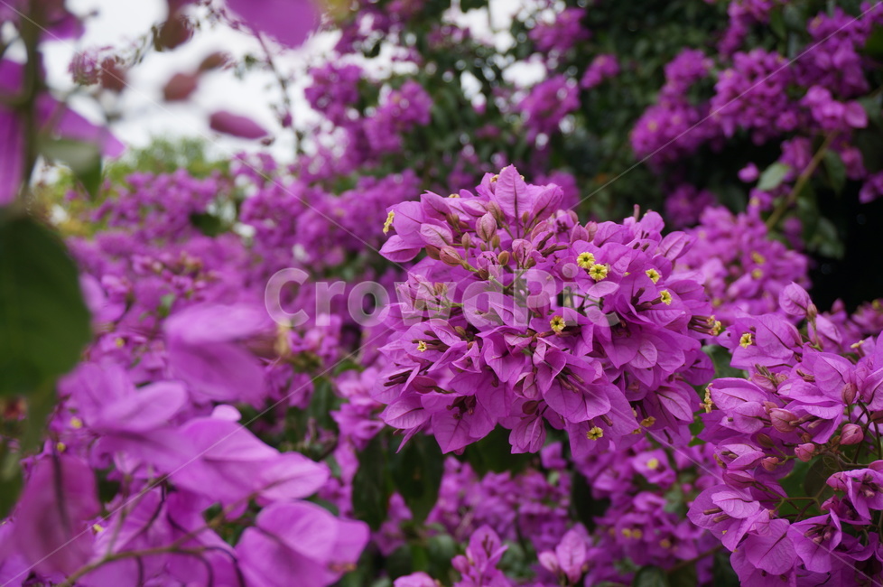 plant,식물,flower,꽃,blossom,부겐빌레아,bougainvillea,꽃나무,분홍꽃,보라색꽃,식물,자연,plants,nature,꽃,flower