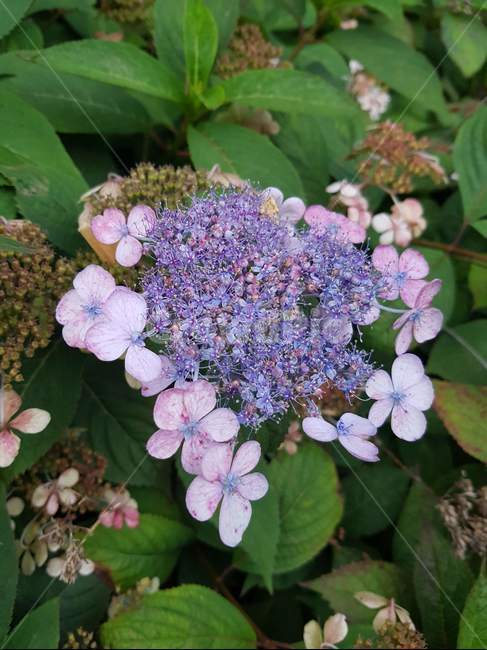 자연,꽃,풍경,식물,보라색,flower,nature,식물,자연,plants,nature,꽃,flower