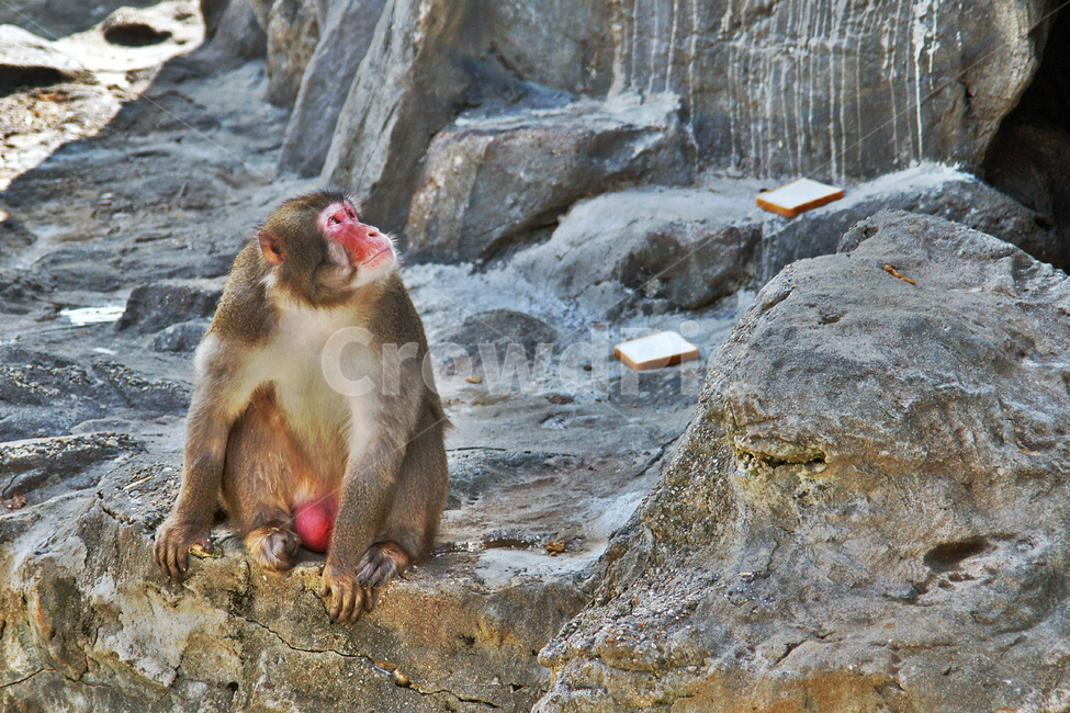 일본원숭이,원숭이,영장류,긴꼬리원숭이과,잡식성,서울대공원,japanesemacaque,동물,animal,포유류,mammal