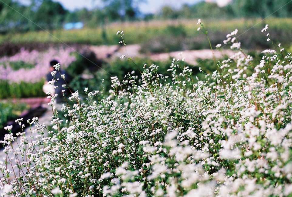 plant,식물,삼락생태공원,야생화,wildflower