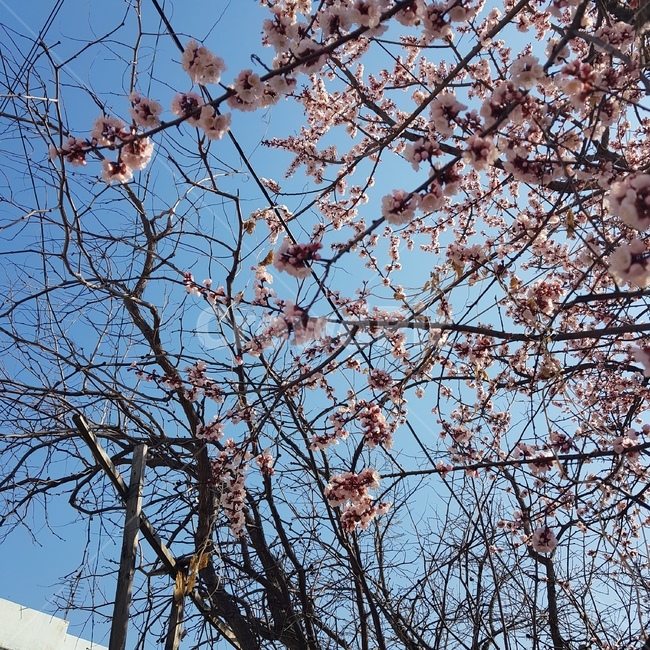 벚꽃,봄,하늘,나무,자연,봄,계절,spring,season,식물,자연,plants,nature,꽃,flower,plant