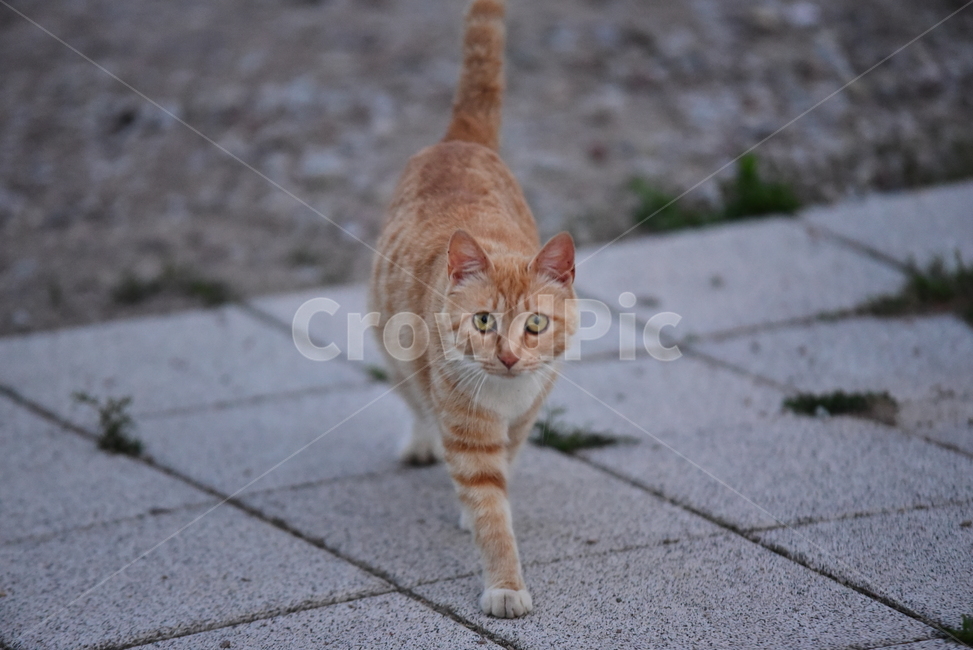 고양이,길고양이,길냥이,반려동물,동물,노랑이,야옹이,귀여운,줄무늬,포유류,animal,cat
