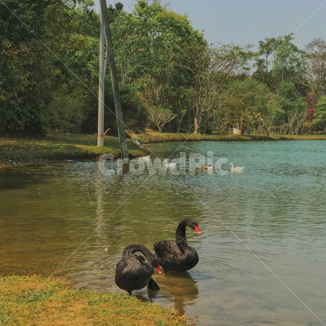 animal,동물,waterfowl,물새,bird,새,myanmar,미얀마,동물,animal,조류,새,birds