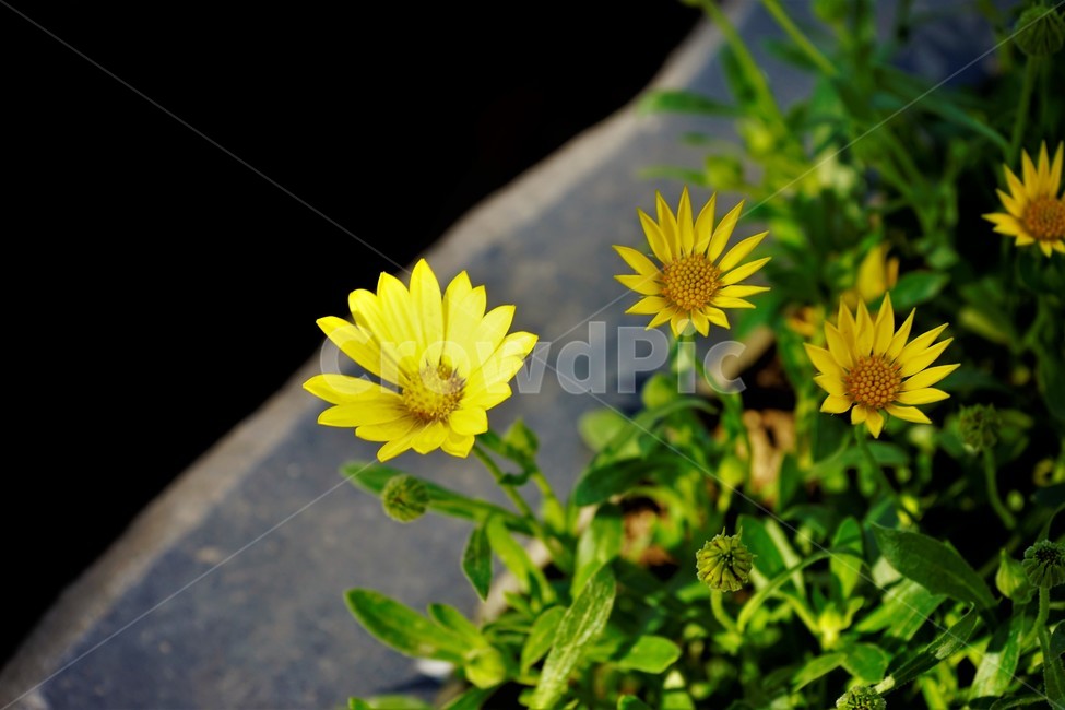 bloom,colorful,floral,flower,gardenflowers,happymind,life,nature,plant,spring,봄,정원,가드닝,원예,원예식물,화려,식물,꽃,garden,scent,healing,노랑,yellow