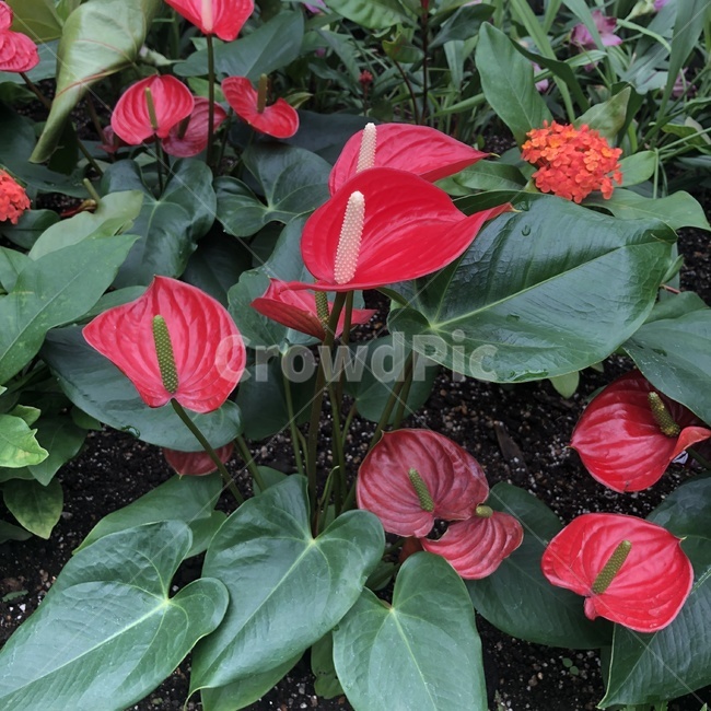 식물,꽃,잎,붉은꽃,plant,flower,leaf