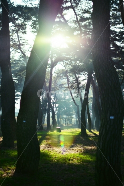 빛내림,송림,자연,아침햇살,빛,숲,풍경,nature,landscape,식물,plants,나무,trees,wood,휴식,힐링,rest,relaxation,healing,아침,눈부신,날씨,계절,따듯한,자연,풍경,nature,landscape,식물,plants,나무,trees,wood,휴식,힐링,rest,relaxation,healing,flare,플레어,light,sunlight,햇빛,tree,plant,tree trunk,나무 줄기