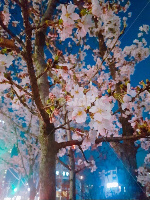 밤하늘,하늘,꽃,벚꽃,꽃잎,분홍,설레임,따뜻한,봄,계절,봄,계절,spring,season,야경,밤,풍경,nightscape,night,landscape,식물,자연,plants,nature,꽃,flower,나무,trees,wood,plant,blossom