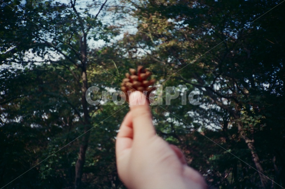 식물,손,솔,해빛,자연,숲,필름