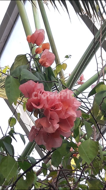 봄,향기,아름다움,꽃,붉은,식물,자연,plants,nature,꽃,flower