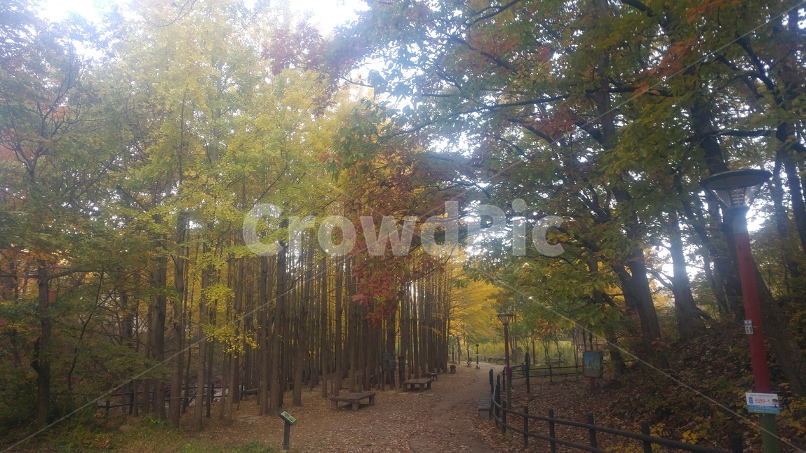 나무,숲,은행나무,가을,숲길,가을,계절,fall,autumn,season,자연,풍경,nature,landscape,tree,plant,식물