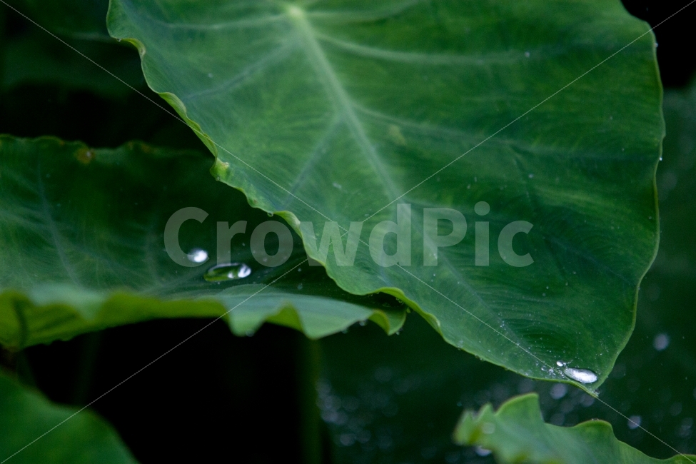 자연,풍경,비,식물,초록,식물,자연,plants,nature