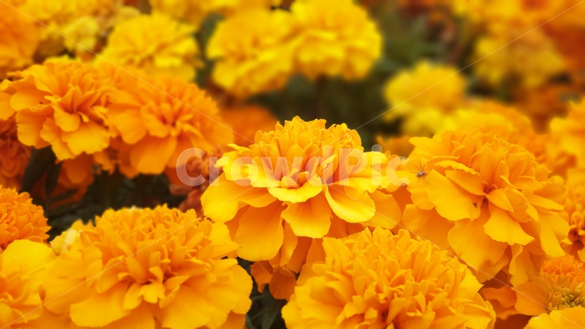식물,꽃,금잔화,flower,blossom,노랑,주황,식물,자연,plants,nature,꽃,flower
