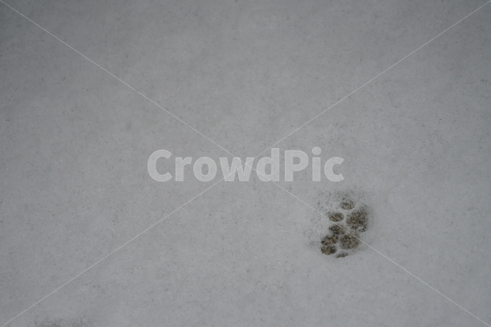 고양이,동물,포유류,길냥이,cat,animal,pet,발자국,눈,겨울,겨울,계절,winter,season