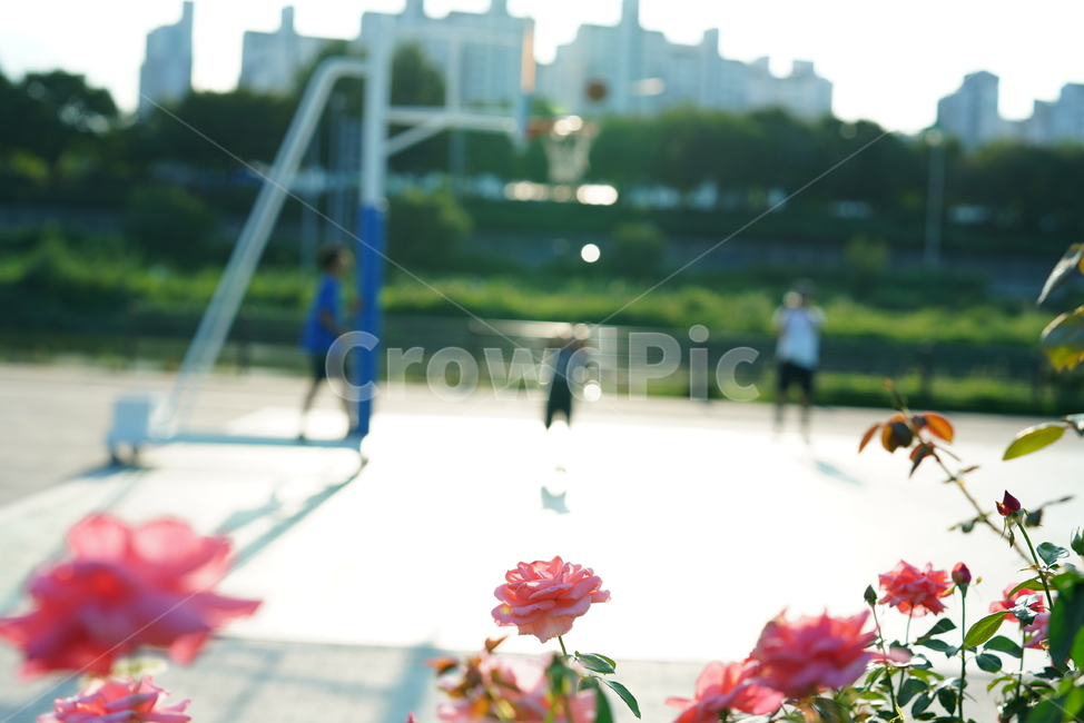꽃,식물,생물,플라워,flower,person,공원