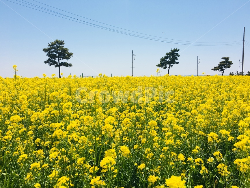 봄꽃,유채,유채꽃,유채밭,꽃,봄,계절,spring,season,자연,풍경,nature,landscape,field,들,grassland,목초지,outdoors,옥외,meadow,farm,농장,rural,농촌