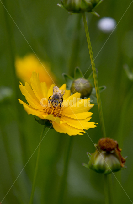 금계국,국화,화단,행복,여름,식물,자연,plants,nature,꽃,flower,동물,animal,곤충,벌레,insect,bug