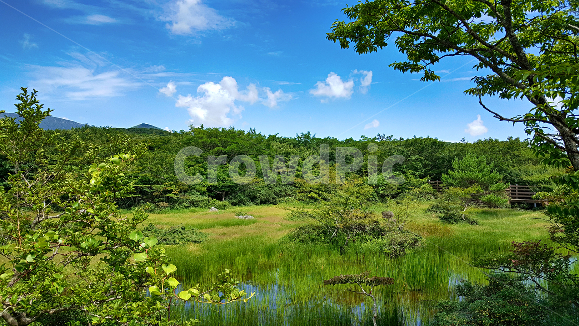 제주,한라산,1100고지,한라산1100고지,산,제주도,자연,nature,outdoors,옥외,자연,풍경,nature,landscape