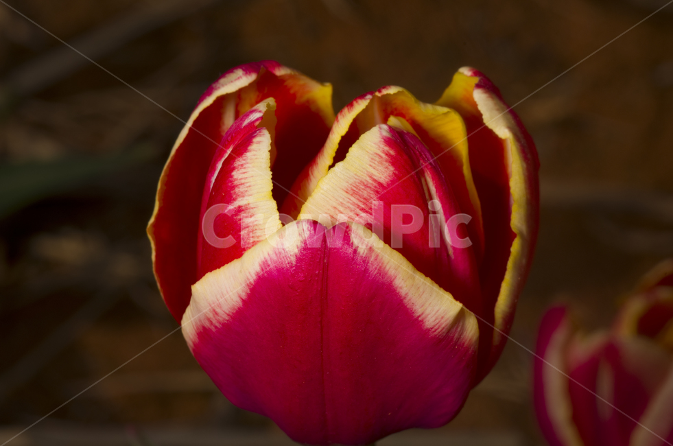 꽃,튜울립,튤립,tulip,봄꽃,분홍튤립