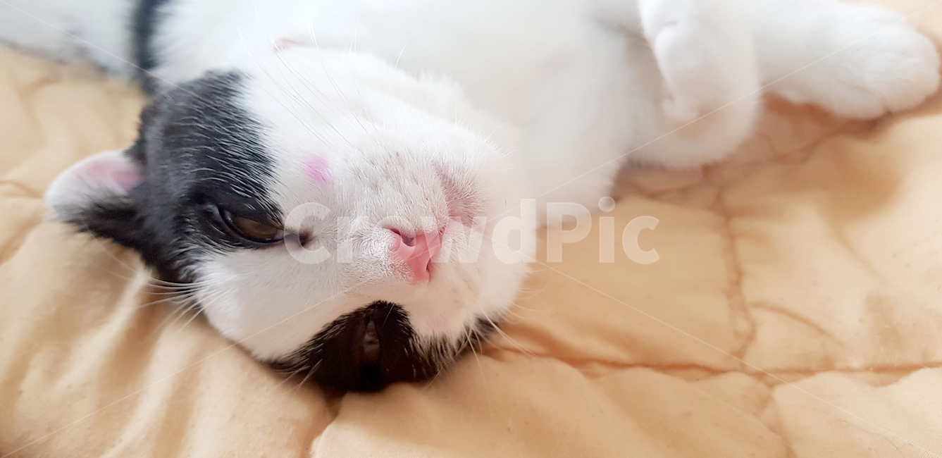 고양이,핑크코,고양이코,스코티쉬폴드,cat,pet,애완동물,반려묘,볼터치,볼터치냥