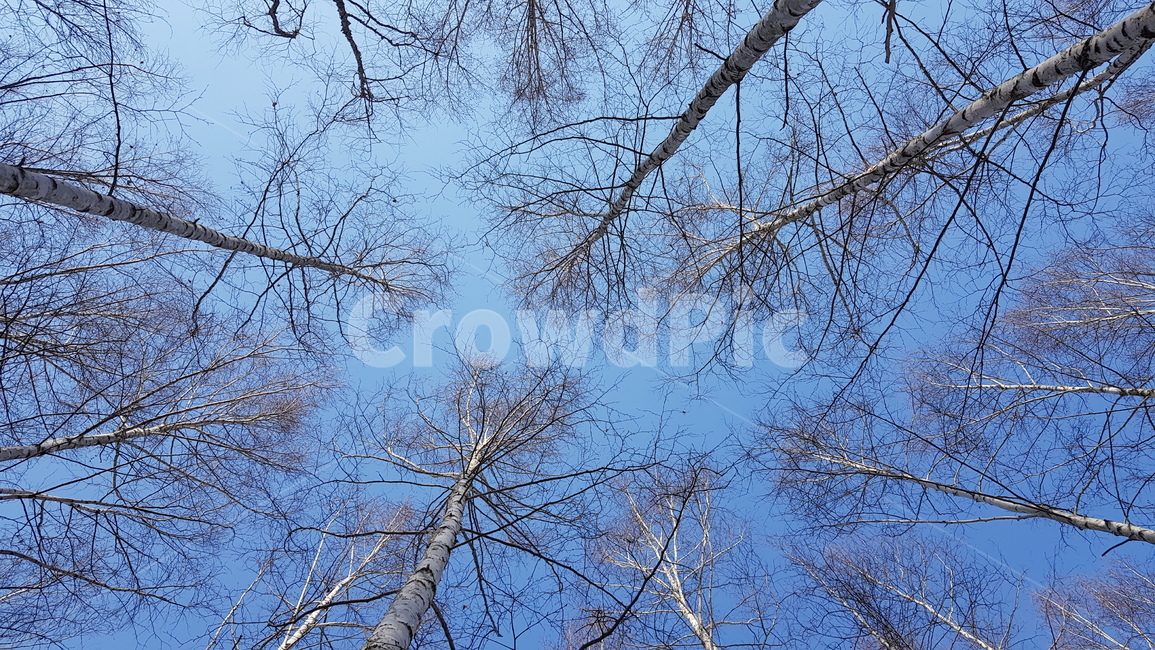 숲,겨울,하늘,자작나무,시원함,자연,풍경,nature,landscape,tree,나무,plant,식물