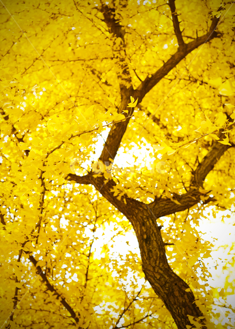 은행나무,은행,가을,나뭇잎,단풍,가을,계절,fall,autumn,season,식물,자연,plants,nature,나무,trees,wood,tree,plant,leaf,잎,maple