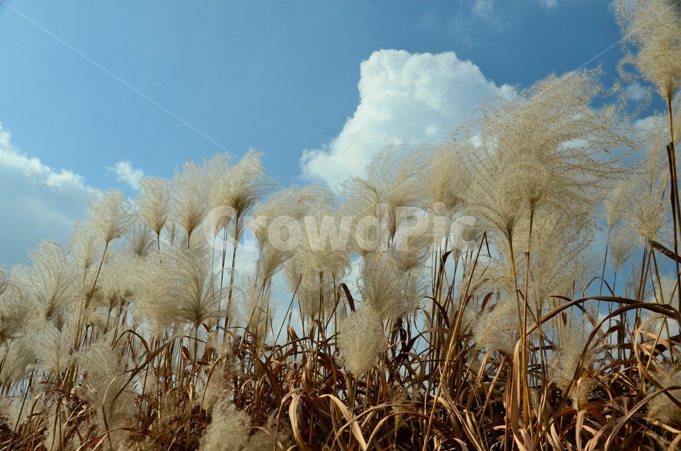 억새밭,억새,억새꽃,벼과,가을,한국풍경,자연풍경,자연,식물,가을,계절,fall,autumn,season,식물,자연,plants,nature,plant,grass,잔디,lawn,reed,갈대