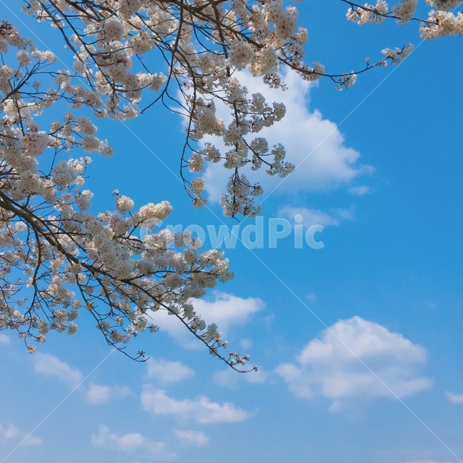 벚꽃,구름,하늘,봄,벚꽃나무,자연,따뜻함