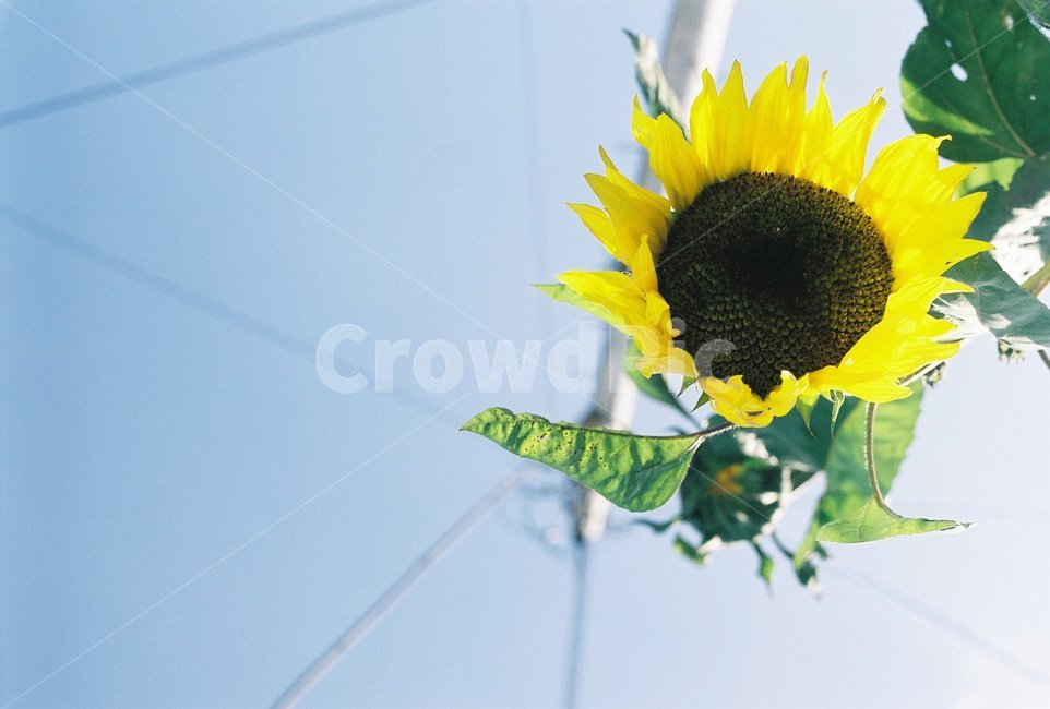 해바라기,해바라기꽃,꽃,하늘,노란꽃,식물,자연,plants,nature,꽃,flower