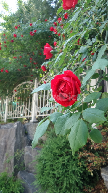 꽃,식물,자연,자연물,감성,flower,nature