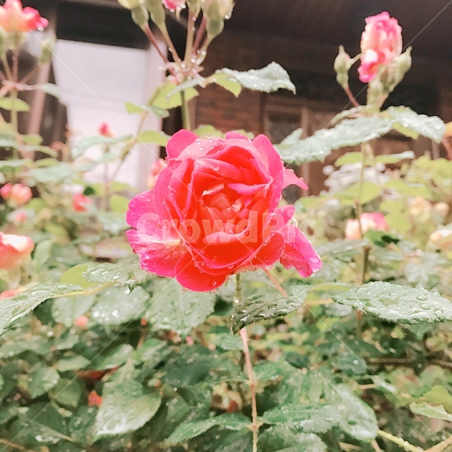 꽃,아침이슬,새벽감성,출근길,봄,flower
