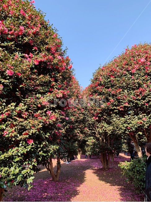 나무,꽃,동백꽃,동백나무,동백,flower,식물,자연,plants,nature,꽃,flower