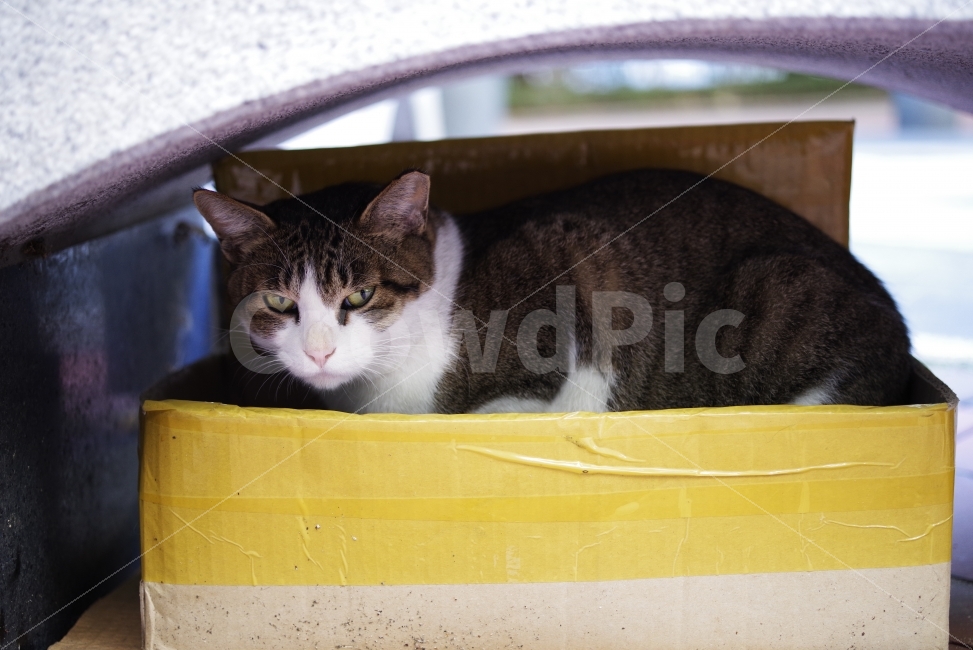 	고양이,길고양이,길냥이,애완동물,반려동물,생명,자연,야생,야생동물,야생고양이,미묘,미냥,cat,kitty,kitten,cute,lovely,adorable,pet,animal,street,streetcat,stray,straycat,wild,wildlife,wildcat,wildanimal,nature,natural,beauty,beautiful,동물,animal,포유류,mammal,고양이,cat,kitten,kitty
