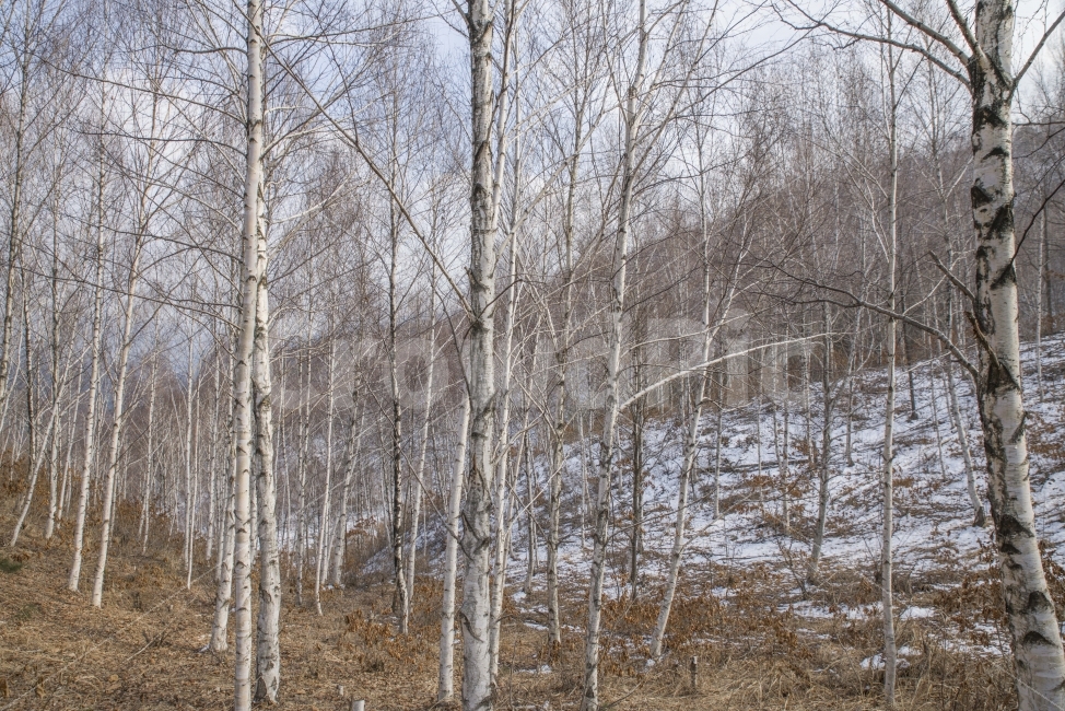 자작나무,강원도,나무,겨울,풍경,여행,출사,겨울여행,자작나무숲,자연,풍경,nature,landscape,겨울,계절,winter,season,tree,plant,식물,outdoors,옥외,land,땅,forest,숲,vegetation,초목,woodland,삼림지