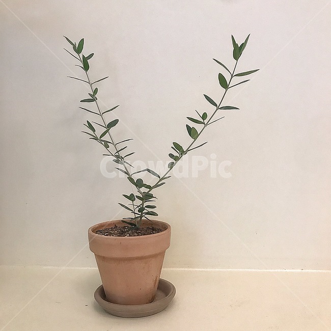 식물,초록,화분,여름,인테리어,실내용화초,화분,화초,house plant