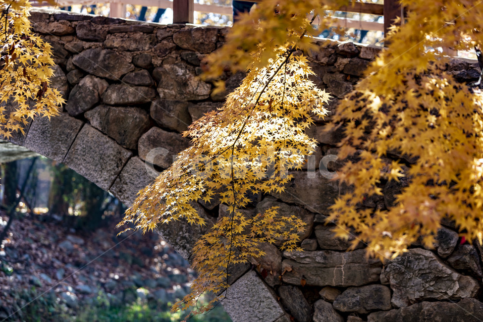 가을,홍예교,전통다리,단풍,감성,풍경,한국민속촌,가을,계절,fall,autumn,season,한국전통,한국문화,korean traditional,korean culture,plant,식물,leaf,잎,tree,나무