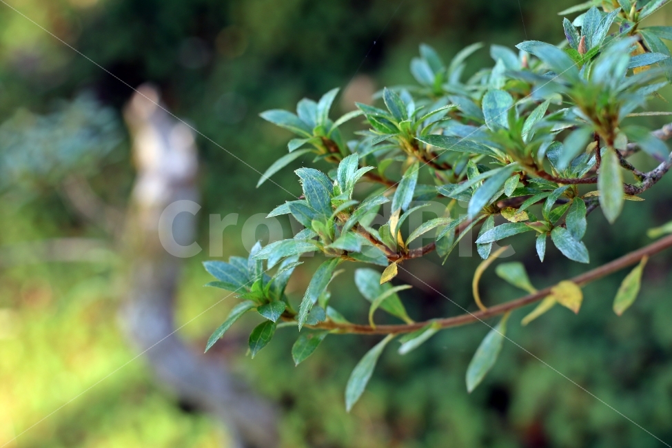 정원,나무,가로수,초록잎,잎,가을,잎사귀,배경,식물,자연,plants,nature