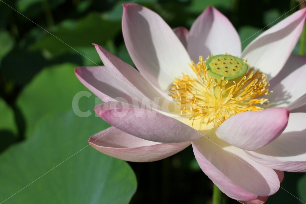 연꽃,분홍,연분홍,이쁘다,여름,연꽃밭,식물,자연,plants,nature,꽃,flower