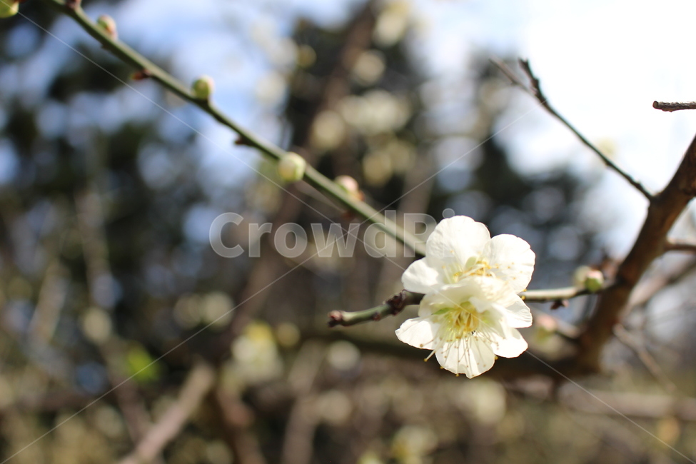 꽃,자연,배경화면,봄,꽃한송이,아웃포커싱,들꽃,flower,nature,backgroundimages,spring
