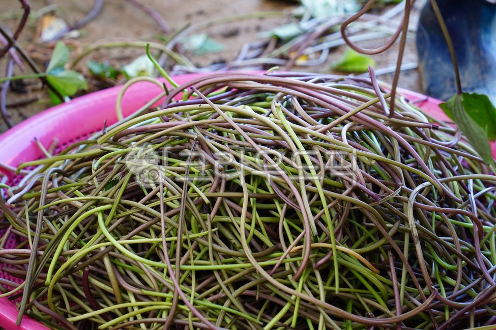 고구마줄기,고구마,채소,수확,바구니,농산물,농업,농장,유기농,신선한,잎,줄기,한식,요리,건강,식재료,반찬