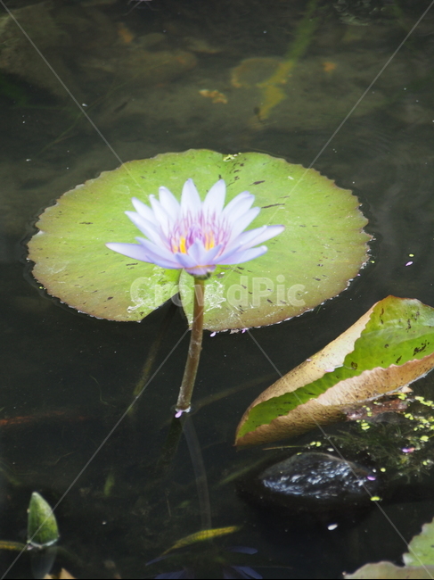 plant,식물,꽃,flower,보라색