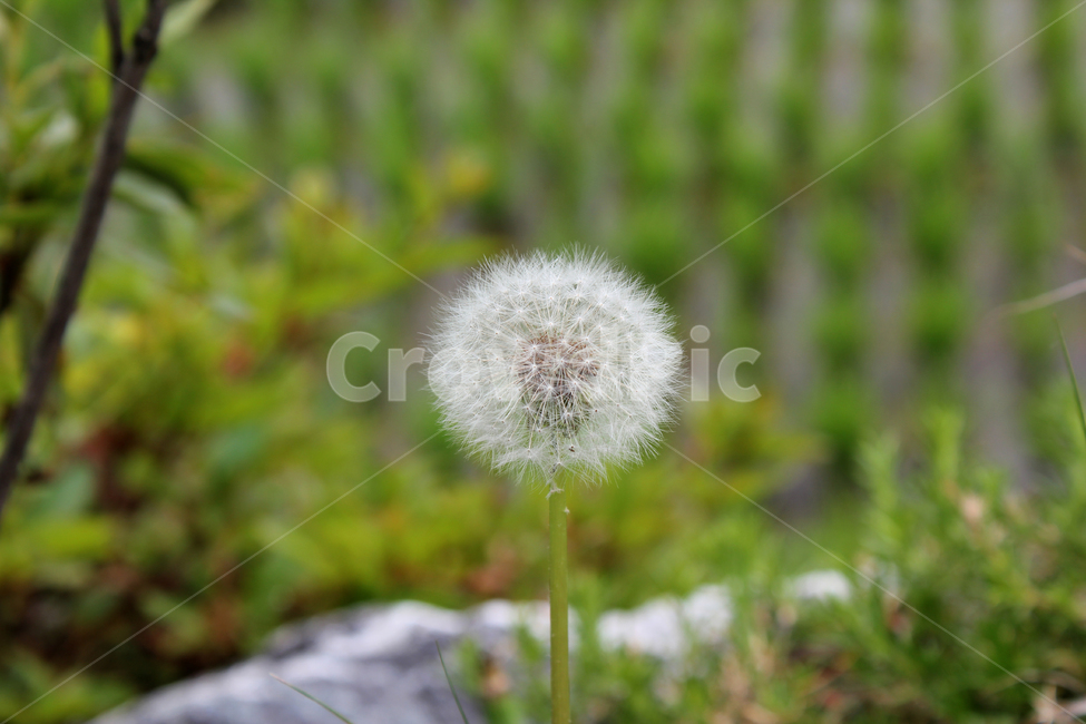 민들레씨,씨앗,민들레,민들레씨앗,씨,꽃씨,자연,식물,클로즈업,seed,plant,dandelion,green,녹색,그린,seeds,soft,부드러운,봄,spring,야외,정원,식물,자연,plants,nature,꽃,flower