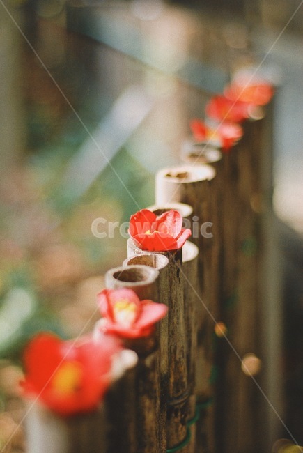 꽃,동백,봄,동백꽃,식물,필름,감성,색감,느낌,빨강,red,레드,햇살,꽃,flower,감성,sensible,feeling