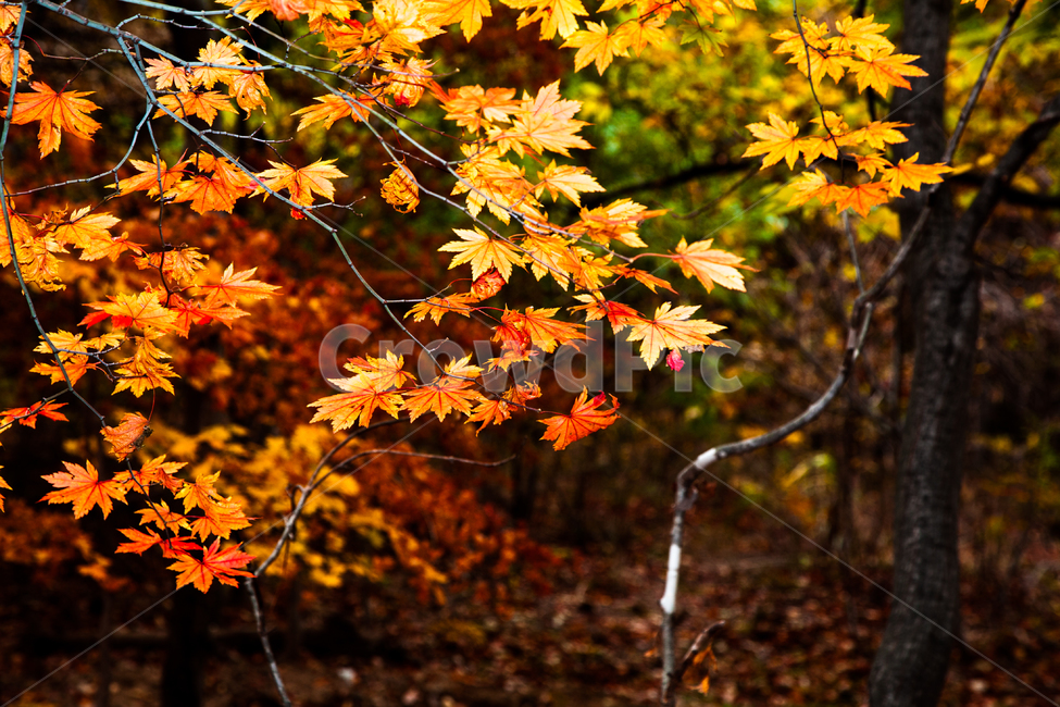 단풍,가을,경주,잎,나무,가을,계절,fall,autumn,season,자연,풍경,nature,landscape