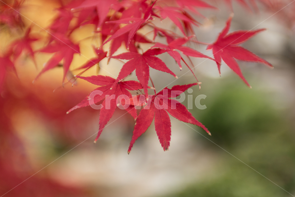 leaf,잎,plant,식물,tree,나무,단풍,단풍나무,자연,가을,가을,계절,fall,autumn,season,식물,자연,plants,nature