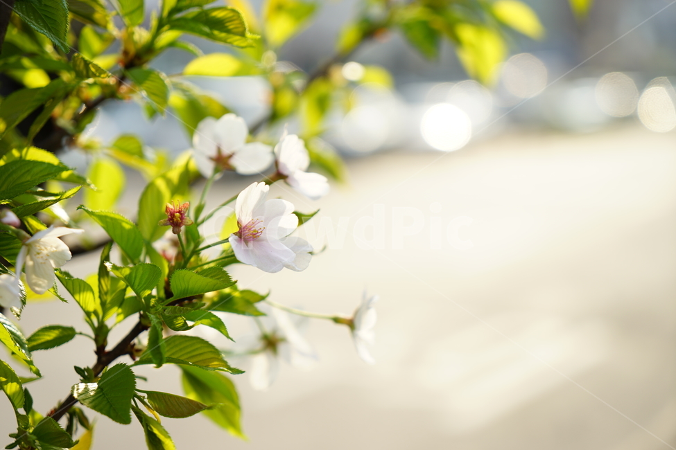 봄,벚꽃,꽃,나무,도로,길거리,햇빛,가로수,봄,계절,spring,season,식물,자연,plants,nature,꽃,flower,휴식,힐링,rest,relaxation,healing,plant