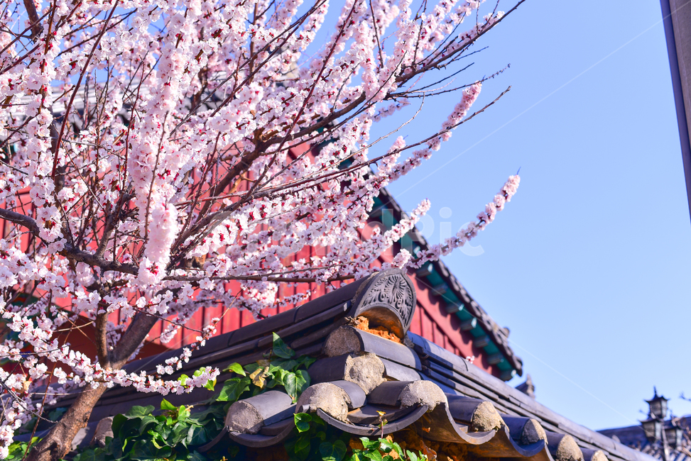 꽃,한옥,기와,봄,분홍,봄,계절,spring,season,식물,자연,plants,nature,꽃,flower,plant,blossom
