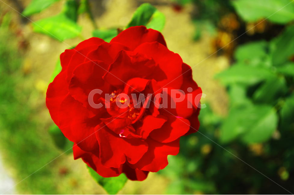 장미,꽃,식물,flower,자연,color,nature,식물,자연,plants,nature,꽃,flower