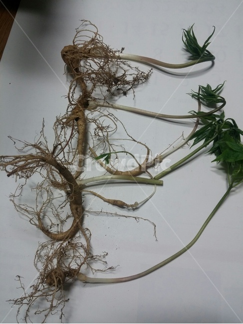 인삼,수삼,먹거리,보양식,뿌리,채소,야채,vegetables