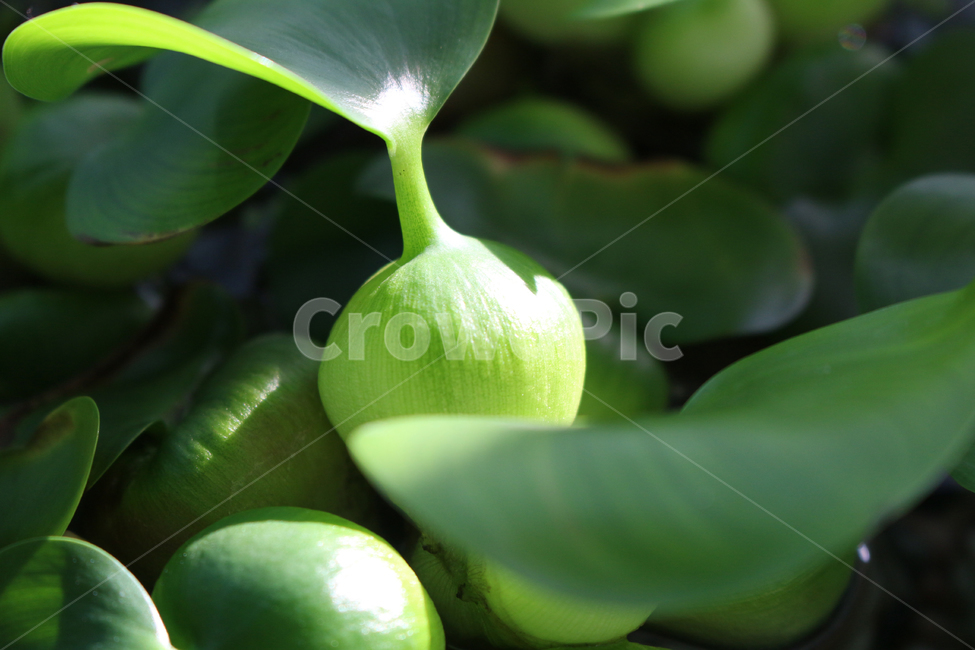 plant,leaf,나뭇잎,식물,열매,green